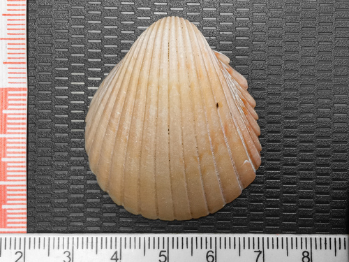 Mexican Cockle