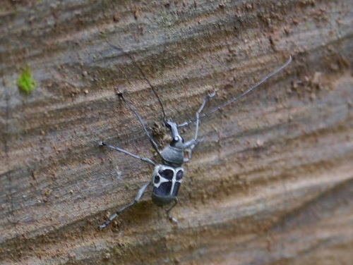 Anthribidae