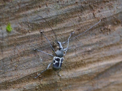 Acanthothorax