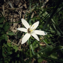 Ornithogalum umbellatum