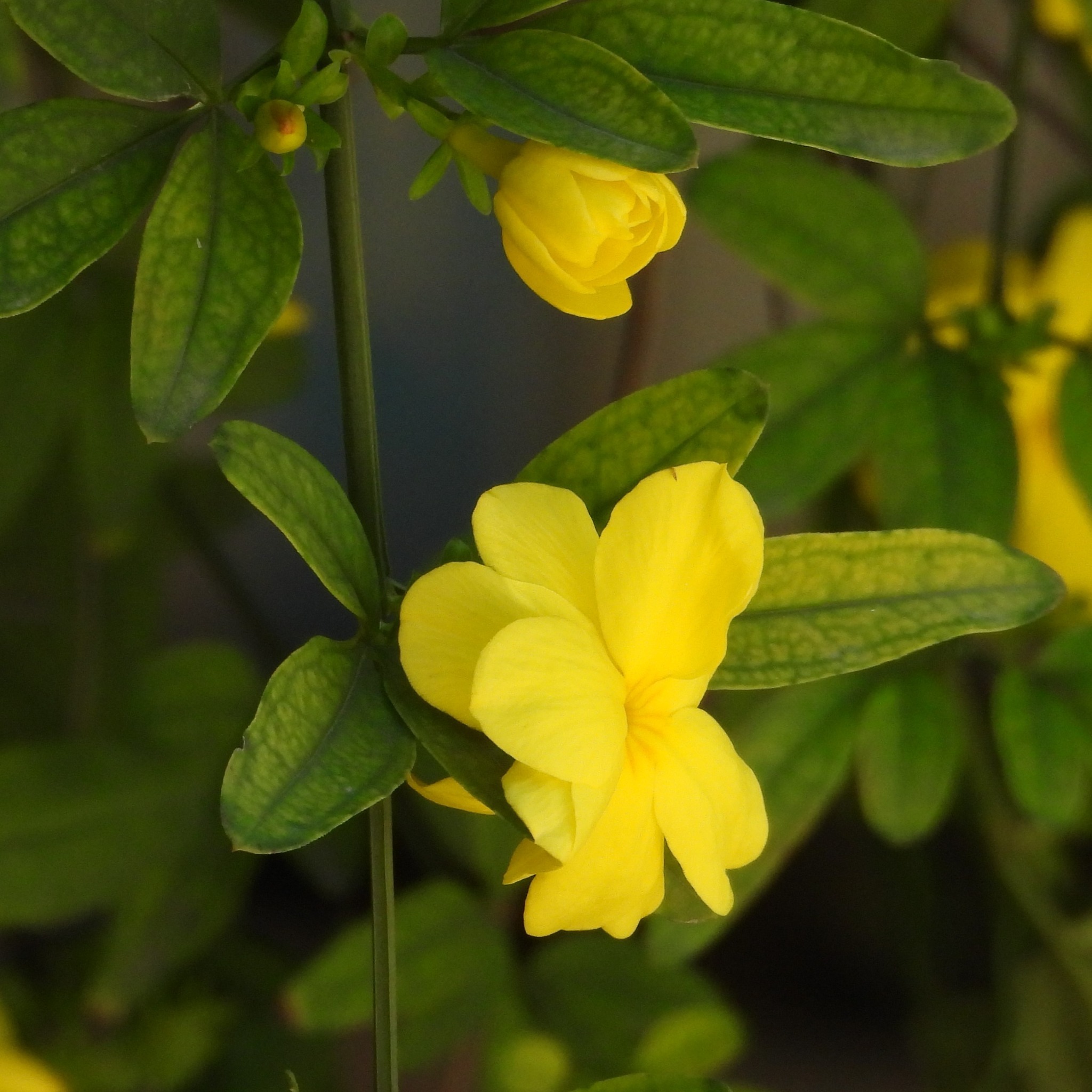 Imagem de Jasmim-amarelo