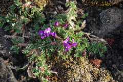 Oxytropis pumilio