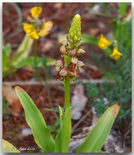 Orchis anthropophora image