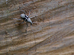 Acanthothorax