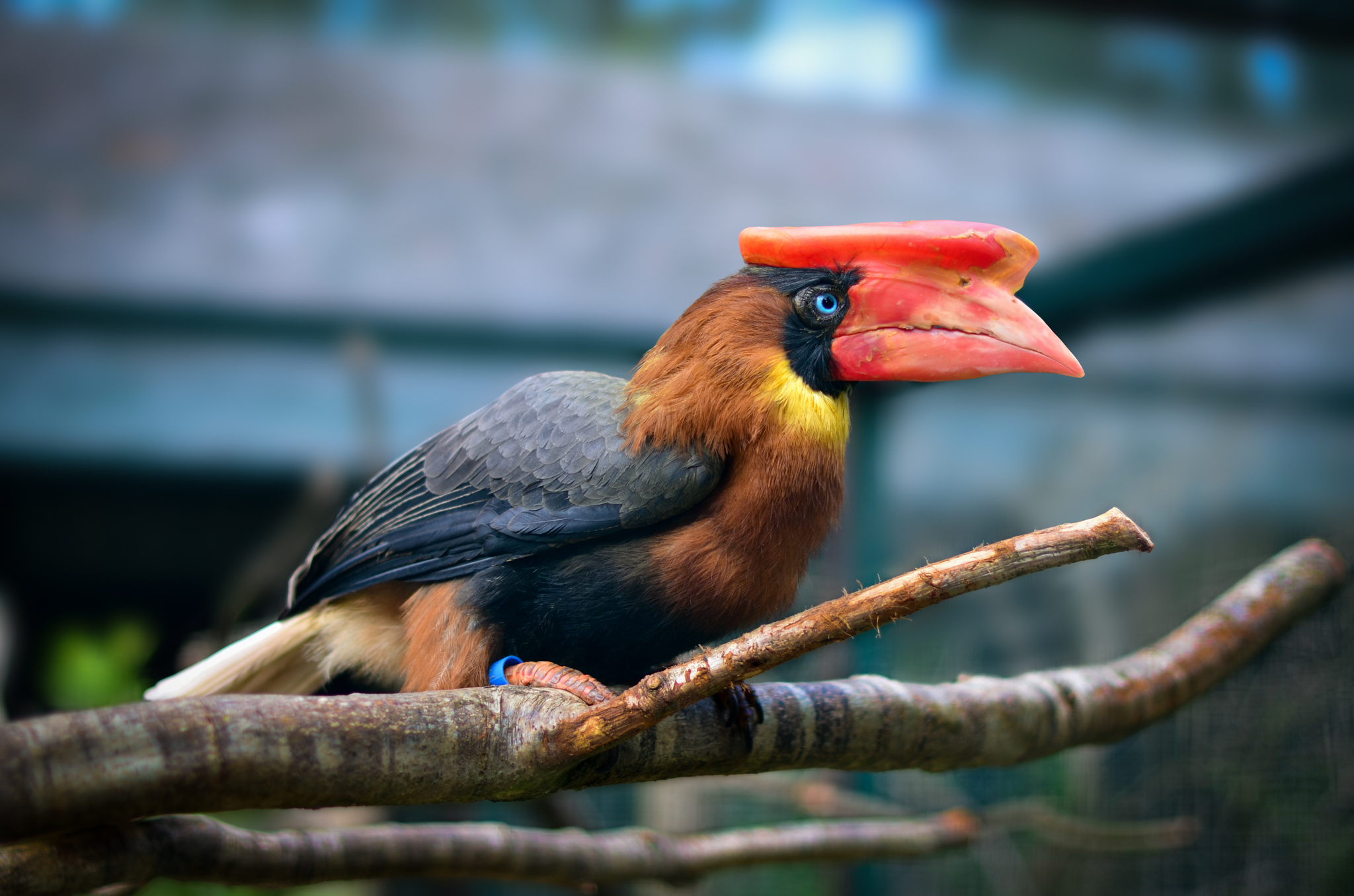 Rufous Hornbill illustration