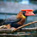 Rufous Hornbill - Photo (c) Olaf Oliviero Riemer, some rights reserved (CC BY-SA)