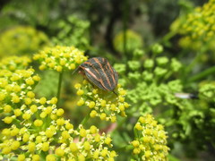 Graphosoma interruptum