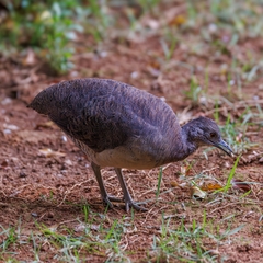 Undulated Tinamou photo 5