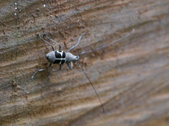 Acanthothorax