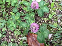 Trifolium pratense
