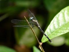 Orthetrum