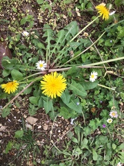 Taraxacum officinale