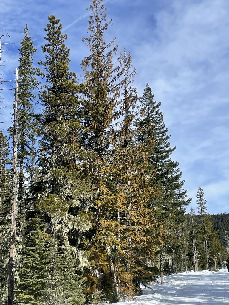 western redcedar from Mt. Hood Park Division Recreation Area