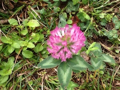 Trifolium pratense