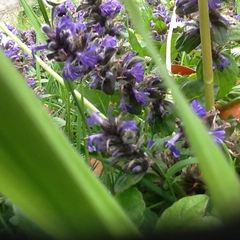 Ajuga reptans