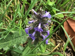 Ajuga reptans