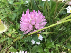 Trifolium pratense