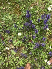 Ajuga reptans