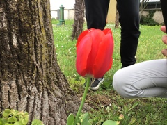 Tulipa gesneriana