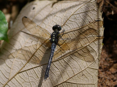 Orthetrum