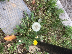 Taraxacum officinale
