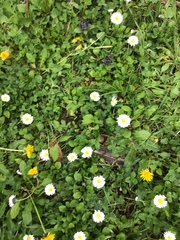 Bellis perennis