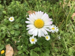 Bellis perennis