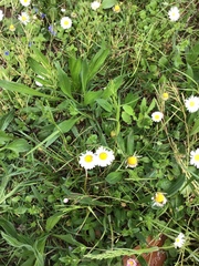 Bellis perennis