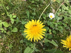 Taraxacum