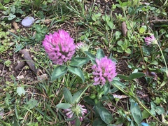 Trifolium pratense