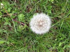 Taraxacum officinale