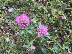 Trifolium pratense