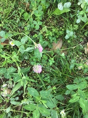 Trifolium pratense