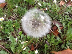 Taraxacum officinale