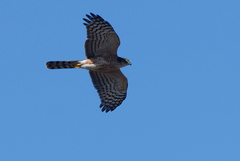 Accipiter rufiventris