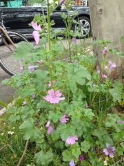 Malva sylvestris
