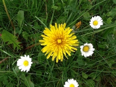 Taraxacum officinale