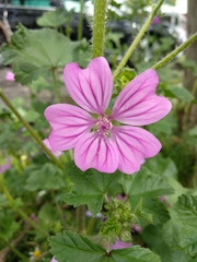 Malva sylvestris