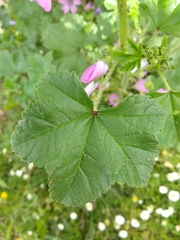 Malva sylvestris