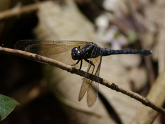 Orthetrum
