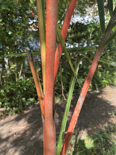 Foto de Palmeira-ráfia