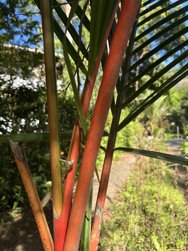 Foto de Palmeira-ráfia
