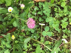 Trifolium pratense