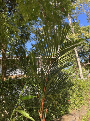 Foto de Palmeira-ráfia