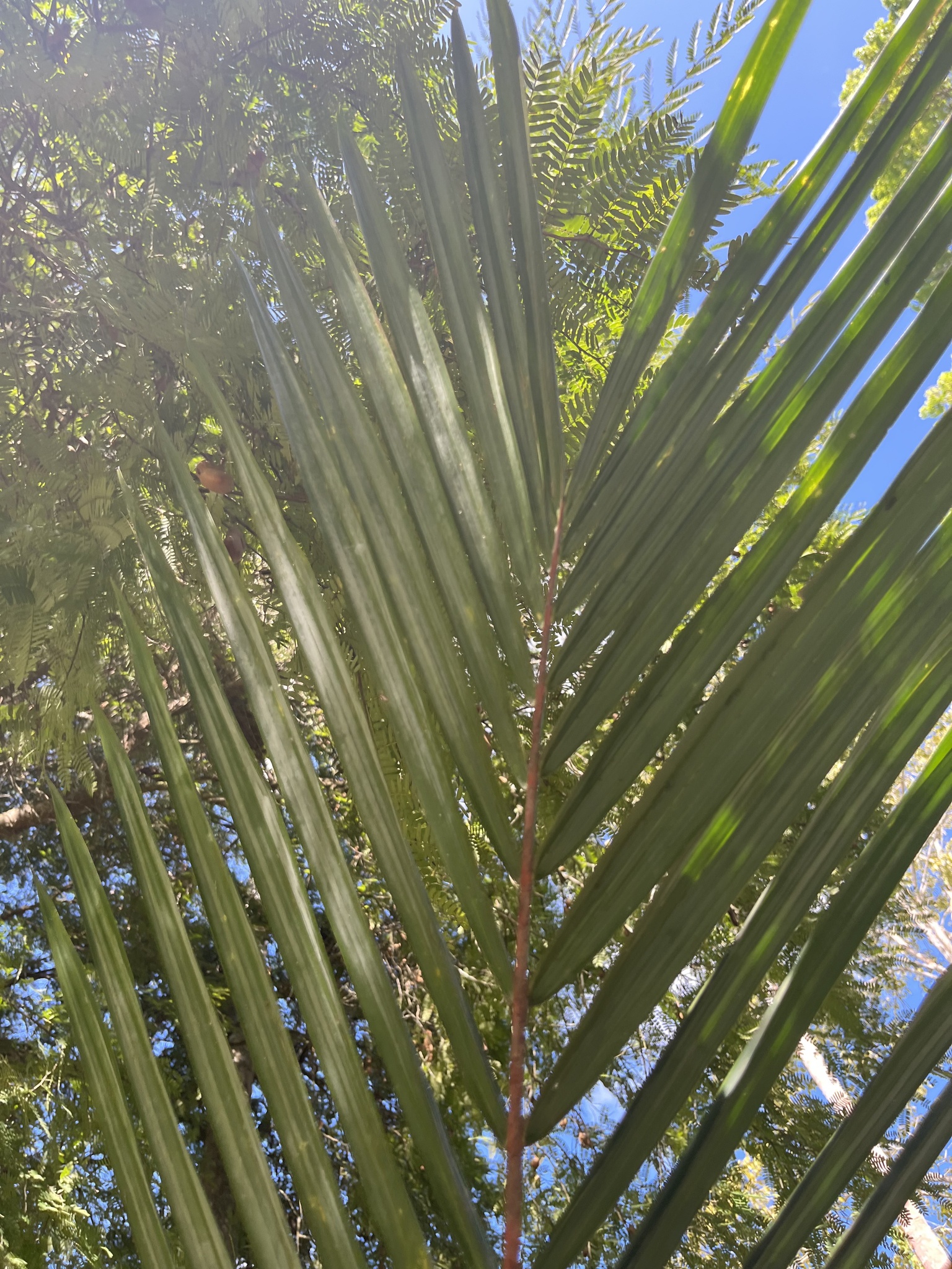 Imagem de Palmeira-ráfia