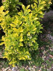 Euonymus japonicus