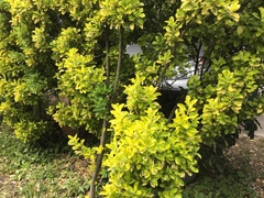 Euonymus japonicus