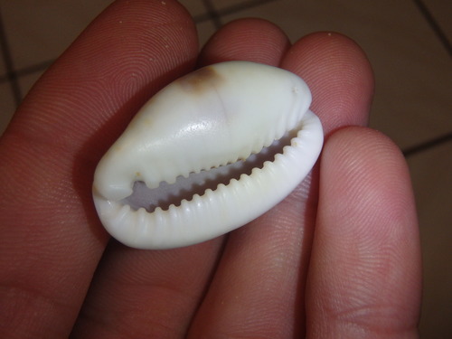 Eroded Cowry