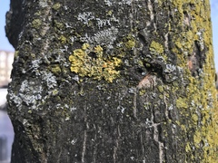 Xanthoria parietina