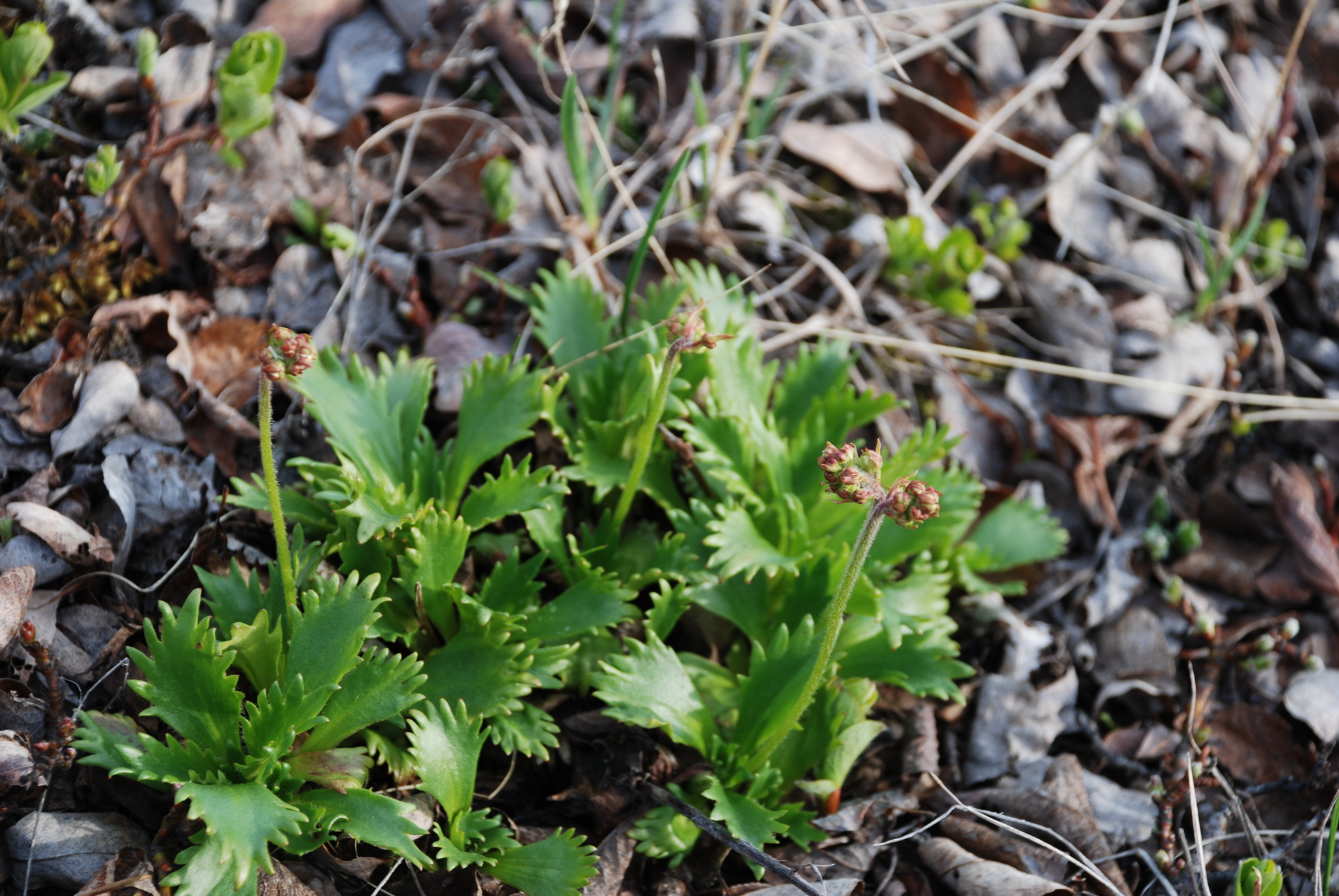 Micranthes calycina